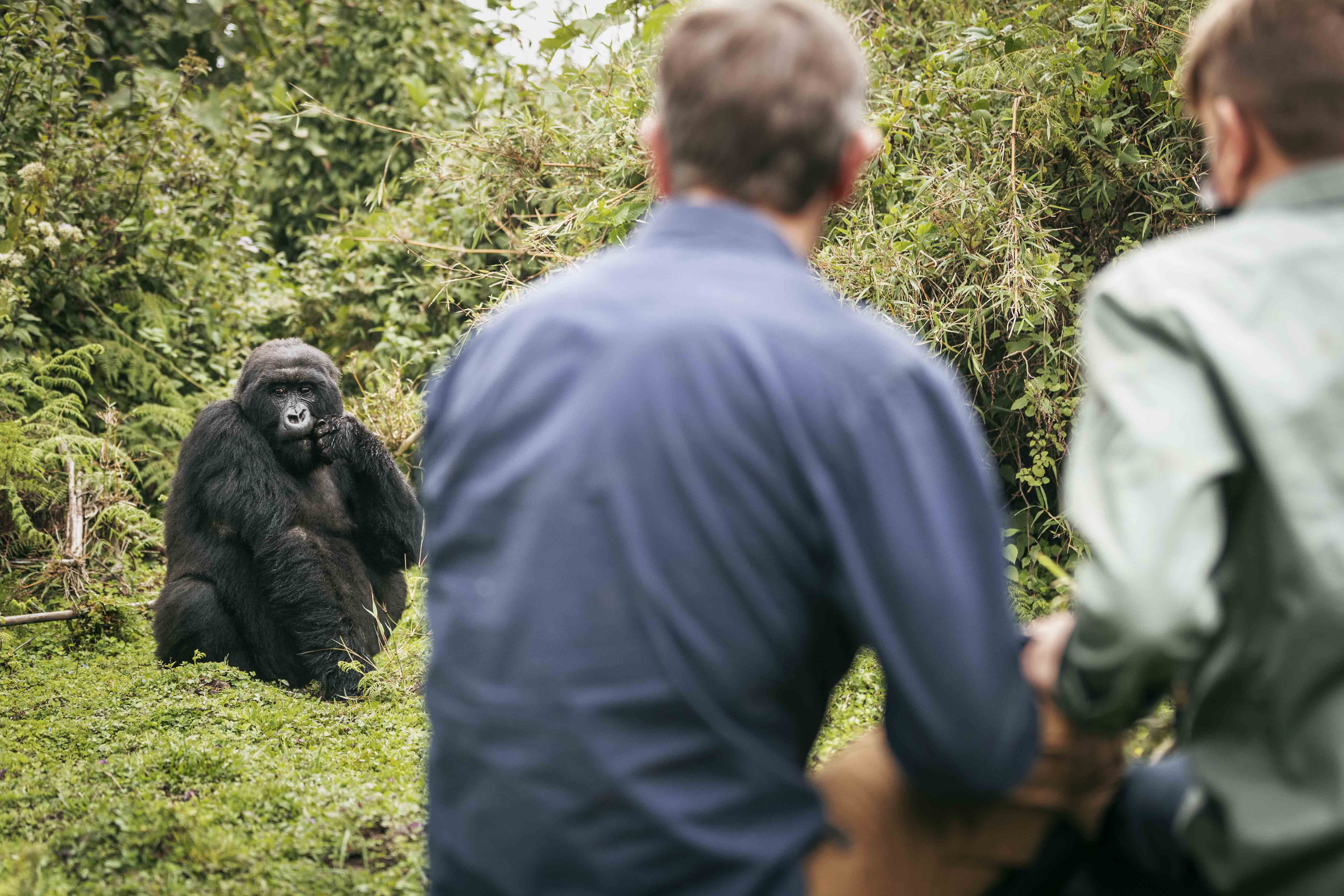 Mountain gorilla in Rwanda