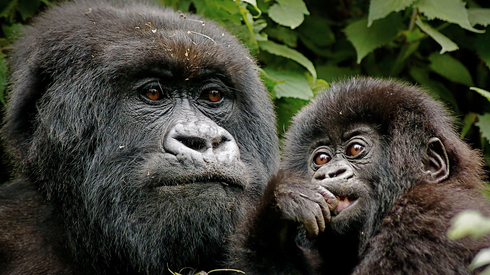 Gorillas in the forest