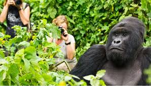 Gorilla Trekking Adventure in Rwanda
