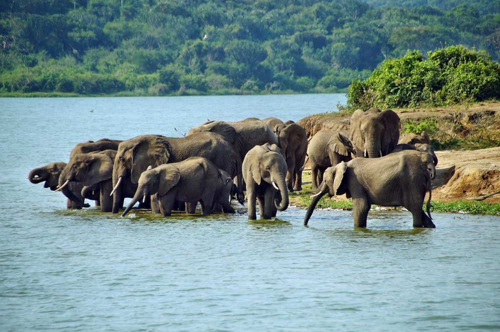 African savannah elephants