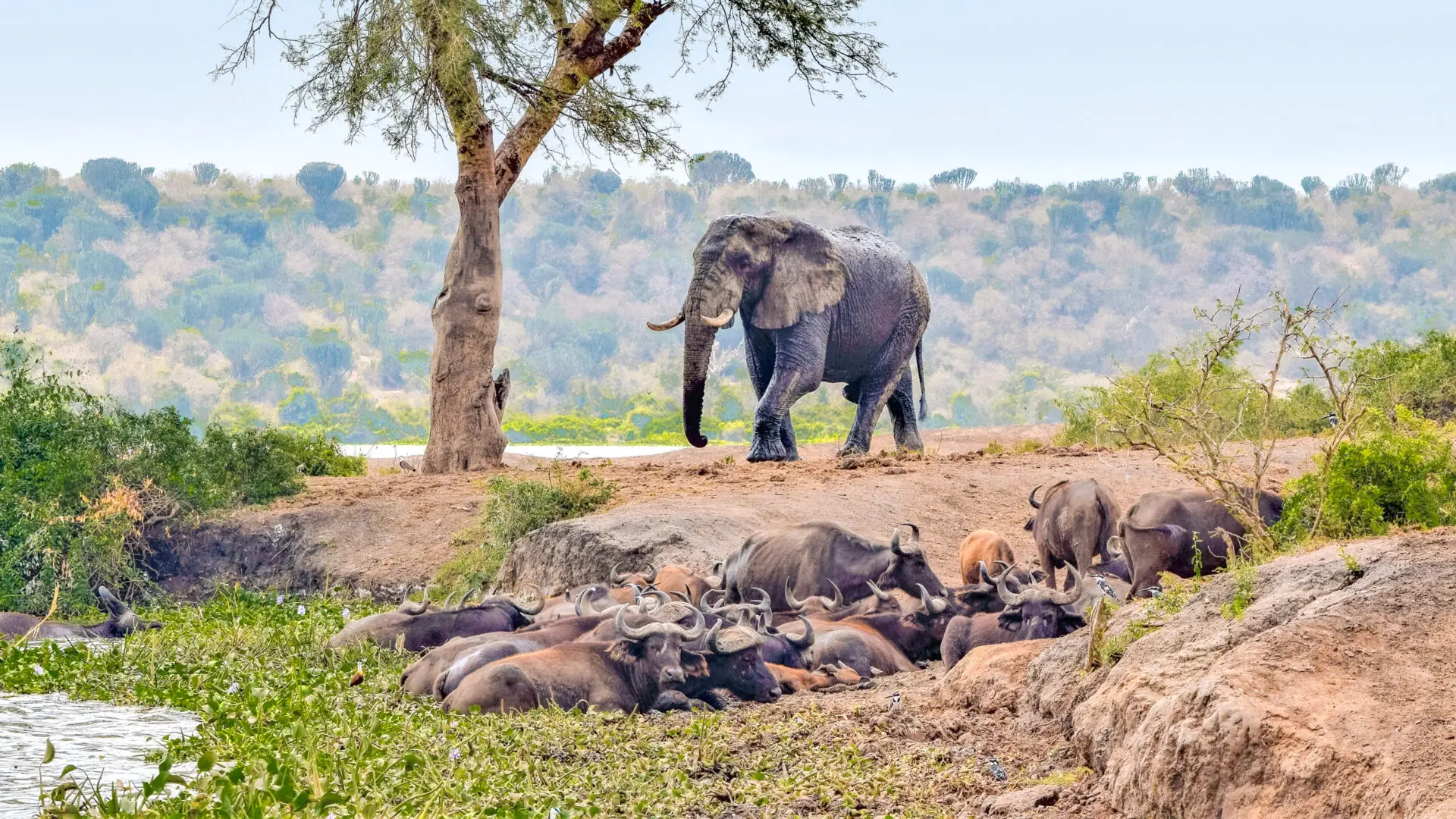 Elephant walking in Queen Elizabeth National Park
