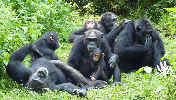 Chimpanzees in Kibale Forest National Park