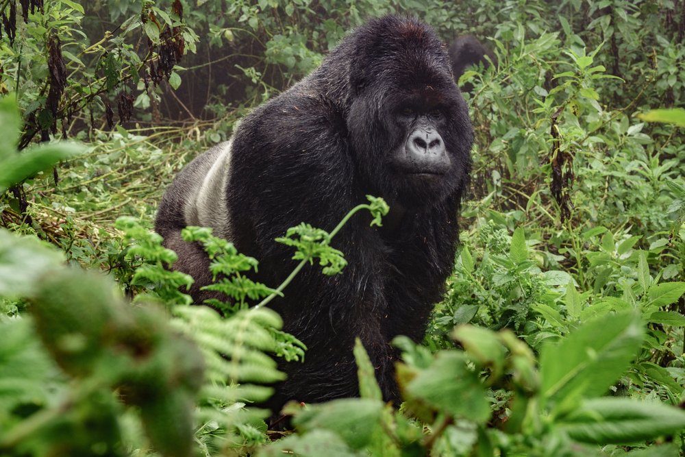 Silverback mountain gorilla in Uganda