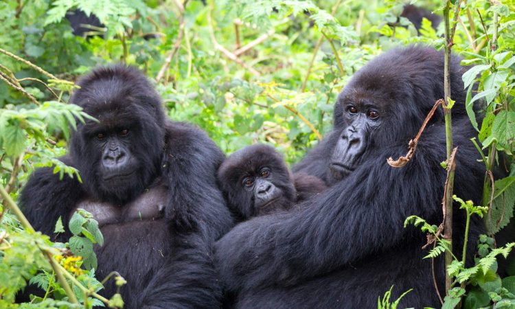 6 Days Rwanda Gorilla trekking experience