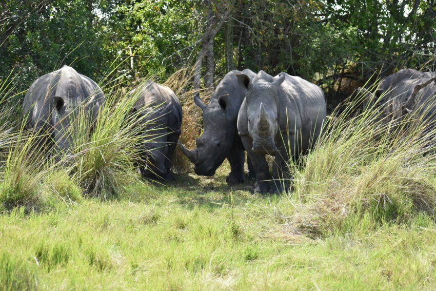 7 Days Rwanda Wildlife Adventure Tour