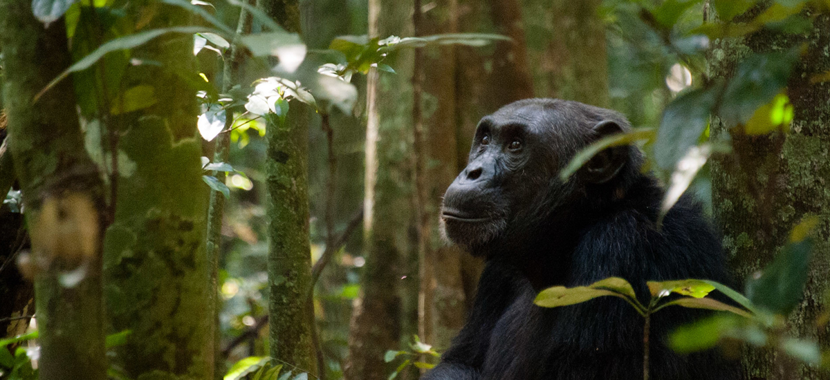 5 Days Gorilla and Chimpanzee Trekking